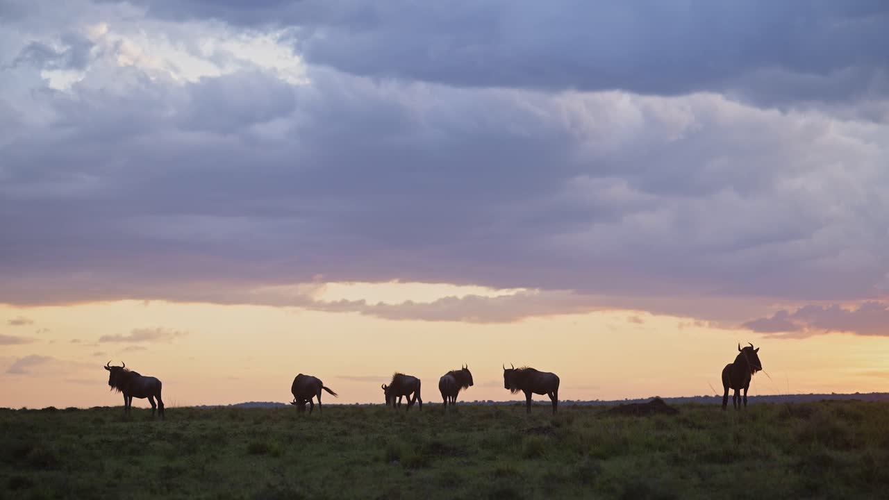 Wildebeest Herd under Dramatic Storm Clouds in Rainy Season Under Stormy Orange Sky, Great Migration in Africa from Maasai Mara in Kenya to Serengeti in Tanzania with Copy Space