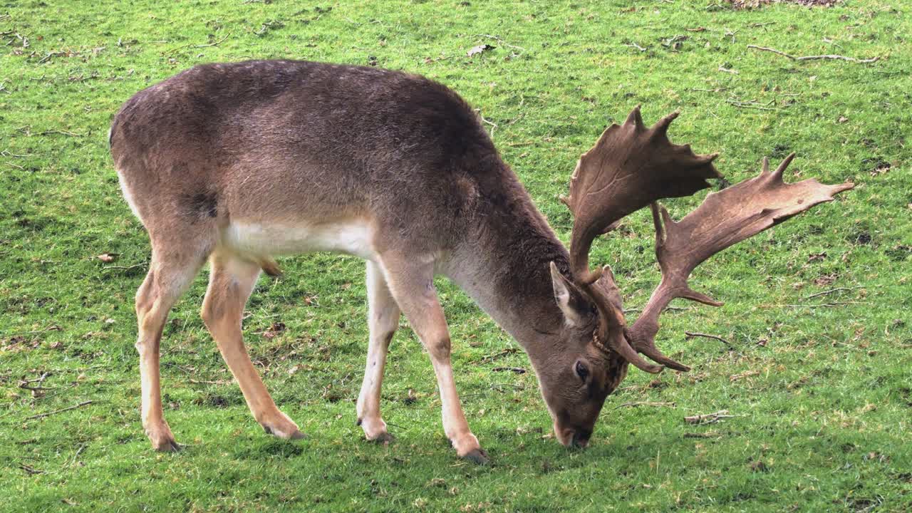 Deer Graze And Eat Grass