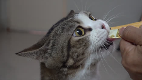 Alimentando-A-Un-Lindo-Gato-Gris-En-Casa