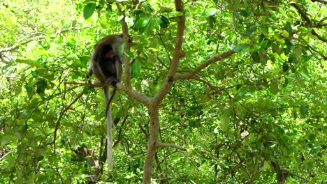 wild female monkey holding her son on mangrove tree