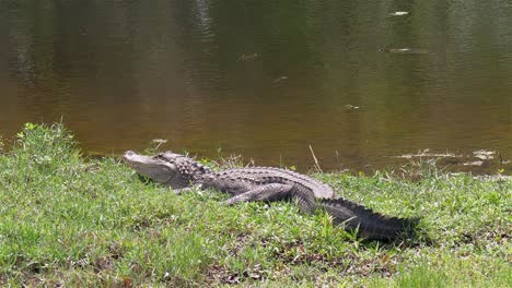 large florida alligator rests near pond as turtle swims nearby