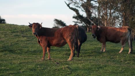 spanish cows enjoying the sunset in asturias, northern spain