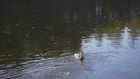 Pato-Solitario-Nadando-Pacíficamente-En-Las-Tranquilas-Y-Reflectantes-Aguas-Del-Río,-Creando-Suaves-Ondas