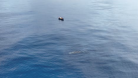 Barco-Navegando-Cerca-De-Un-Cachalote-Macho-Adulto-Nadando-En-La-Superficie-Del-Mar