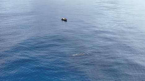 barco navegando cerca de un cachalote macho adulto nadando en la superficie del mar