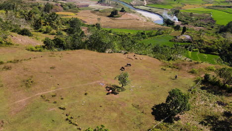 Grazing-Animals-At-The-Pastureland-Mountains-Near-Paintai-Watu-Bella-In-Sumba,-Indonesia