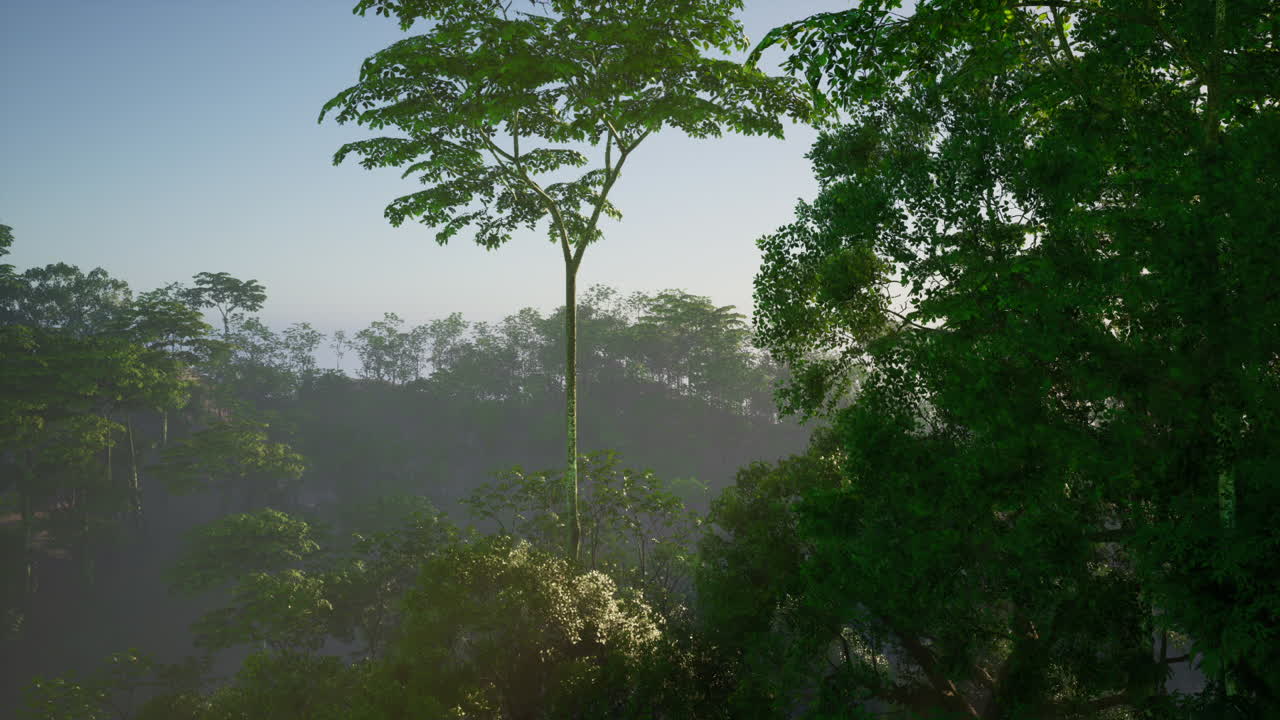 Sunrise Over Lush Rainforest