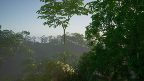 Sunrise Over Lush Rainforest