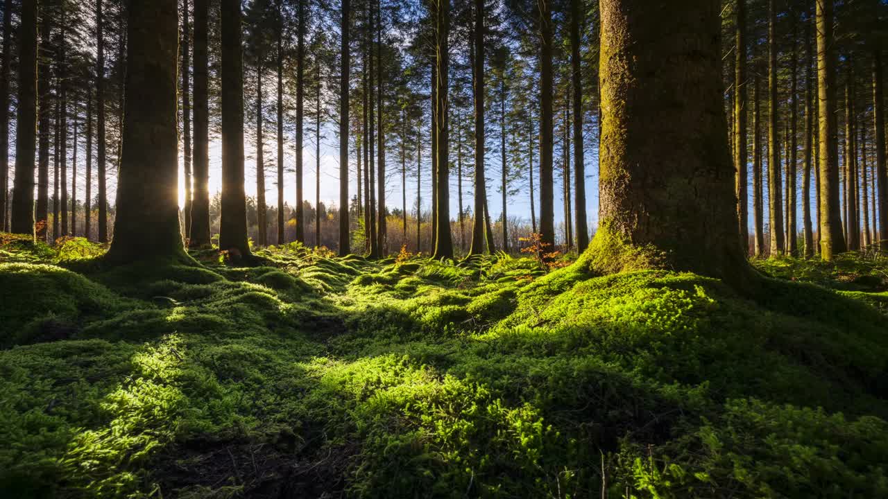 Timelapse del sole all'orizzonte basso che splende attraverso gli alberi ed entra in una foresta di conifere, proiettando ombre in una giornata di sole in Irlanda.