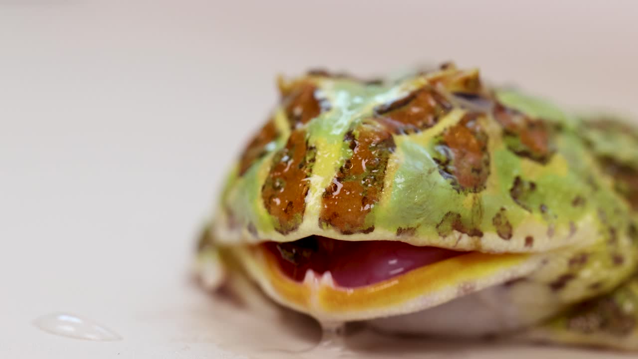 A frog captures and eats a mealworm in a detailed, close-up sequence with natural lighting