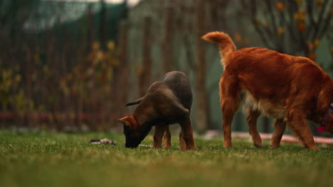 cachorro malinois belga olfateando con un golden retriever adulto enfoque suave de cámara lenta de cerca