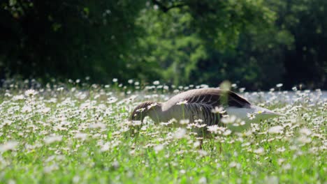 un ganso está comiendo algo de hierba en el parque