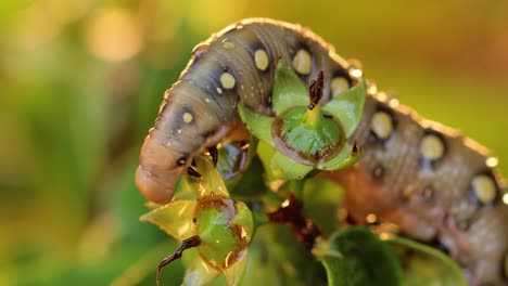 Caterpillar-Bedstraw-Hawk-Moth-crawls-on-a-branch-during-the-rain.-Caterpillar-(Hyles-gallii)-the-bedstraw-hawk-moth-or-galium-sphinx,-is-a-moth-of-the-family-Sphingidae.