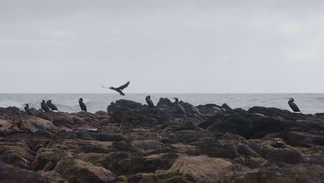 Pájaros-Cormoranes-Parados-En-Las-Rocas-De-La-Costa