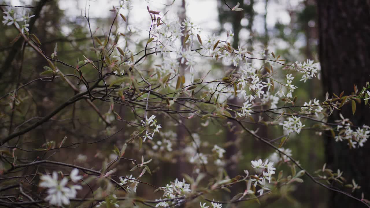 Fiori primaverili nel bosco