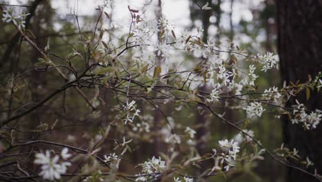 spring flowers in the woods