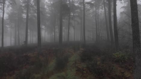 aerial footage of a dark misty forest in the scottish highlands