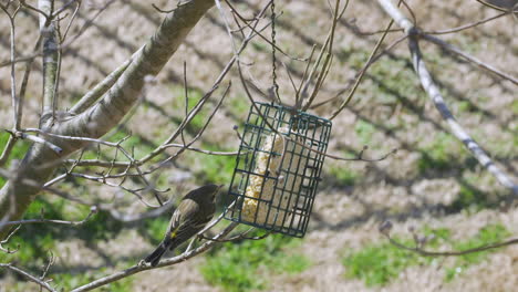 Curruca-De-Rabadilla-Amarilla-En-Un-Comedero-Para-Pájaros-De-Sebo-Durante-El-Final-Del-Invierno-En-Carolina-Del-Sur