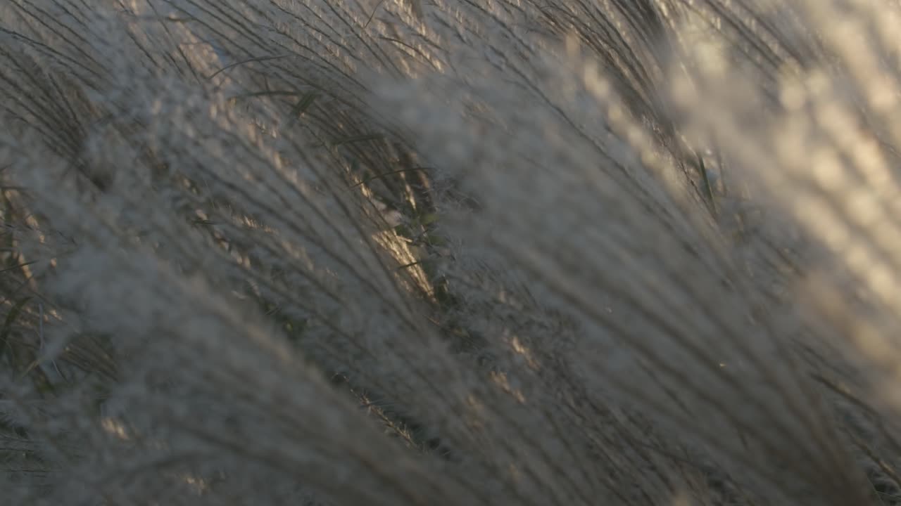 불어오는 일본 억새의 클로즈업 샷