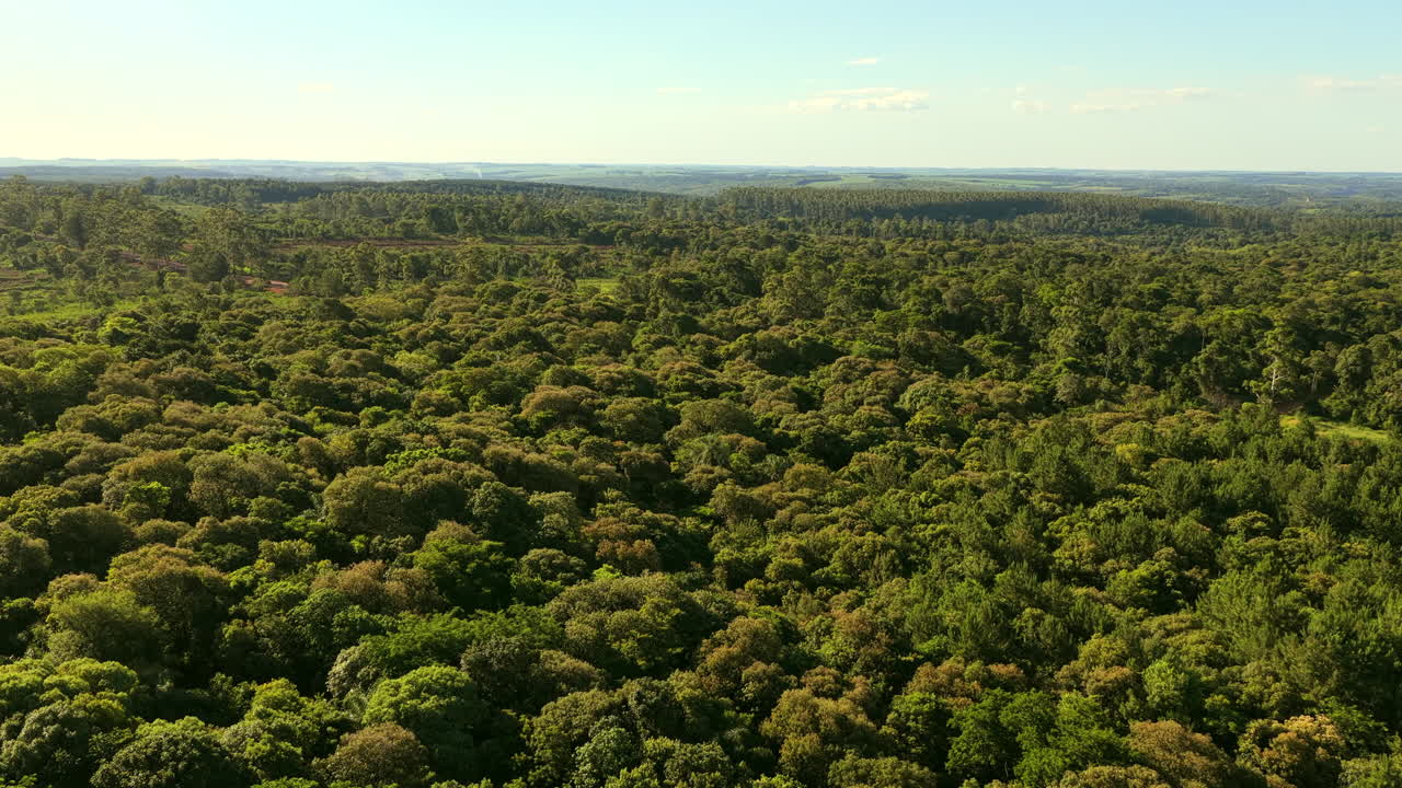 Aerial Slow Motion View of Lush Dense Jungle Treetops and Blue Skyline Horizon