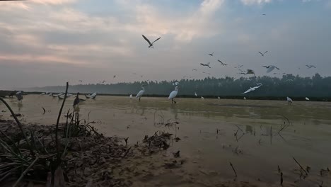 Flock-of-Great-Egrets-Bird-Feeding-On-Fish-In-Shallow-Pond-Water-in-misty-morning