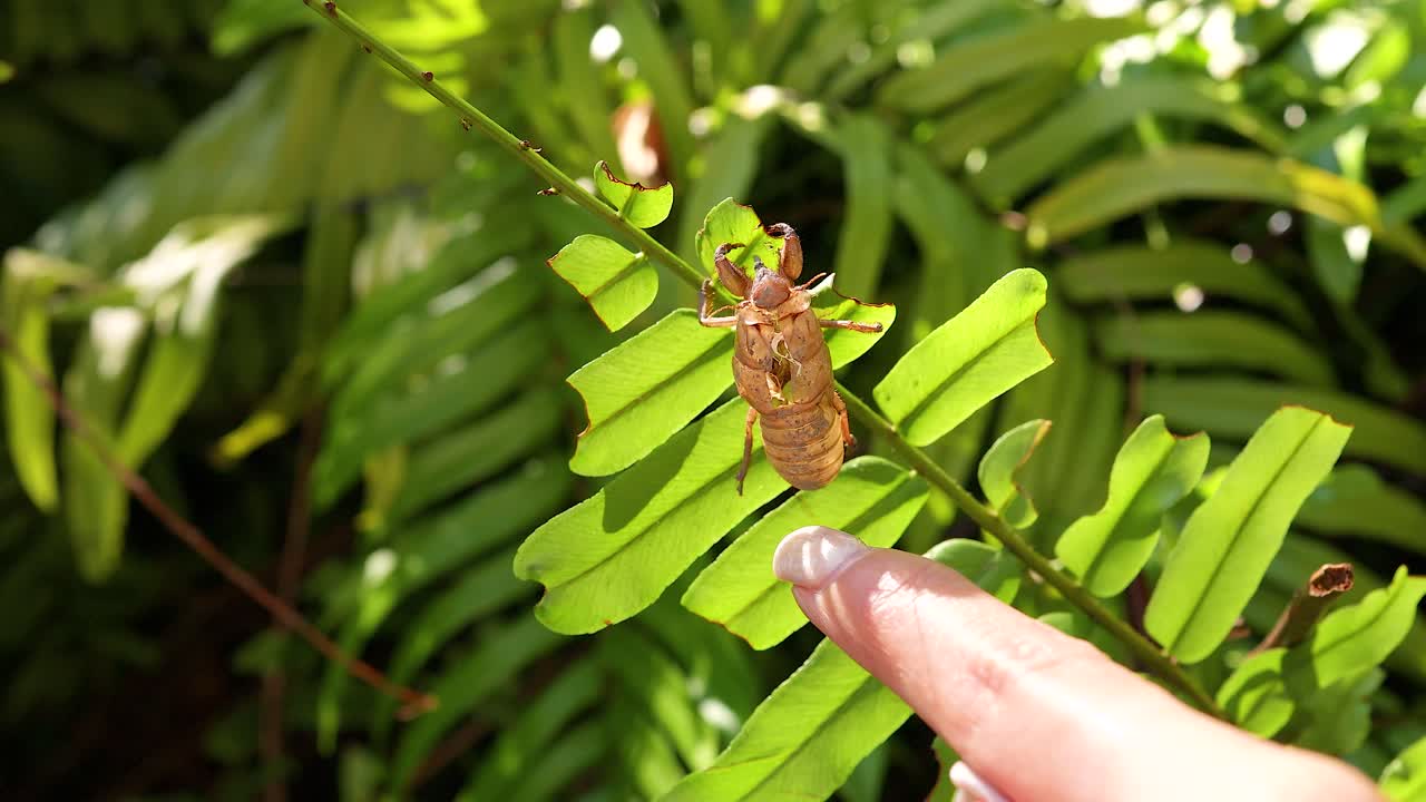 A hand gently touches a cicada shell on a vibrant green leaf, set in bright natural light