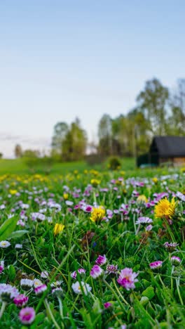 vertical timelapse of blooming wildflowers in peaceful spring meadow during golden hour sunset. vibrant flowers in countryside landscape