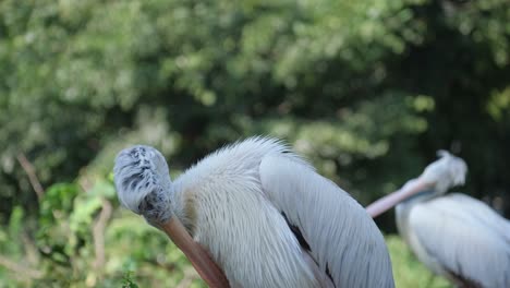 pelicans in nature
