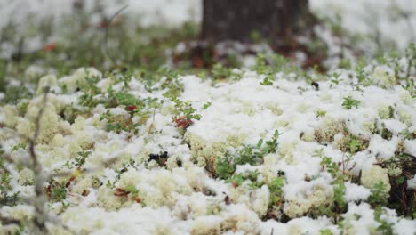 a close-up shot captures the moss-covered forest floor with miniature plants covered with light blanket of the first snow