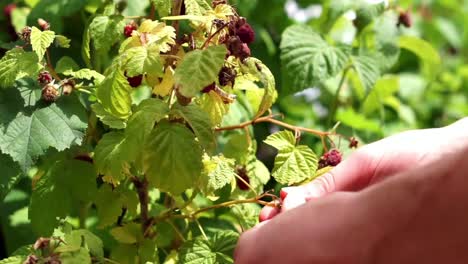 close up of a human hand picking and harvesting ripe raspberries from a bush with green leaves