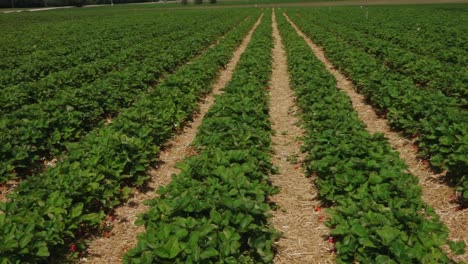 strawberry field straw mat