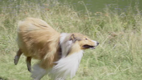 collie dog runs near a mountain lake in a sunny day, slow motion