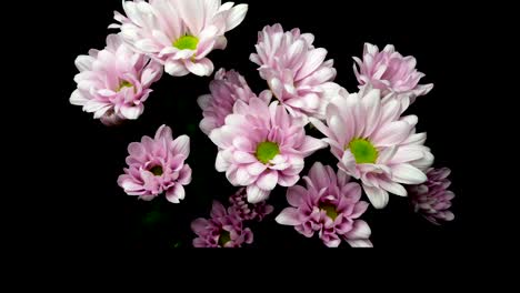 flowering of spray chrysanthemum