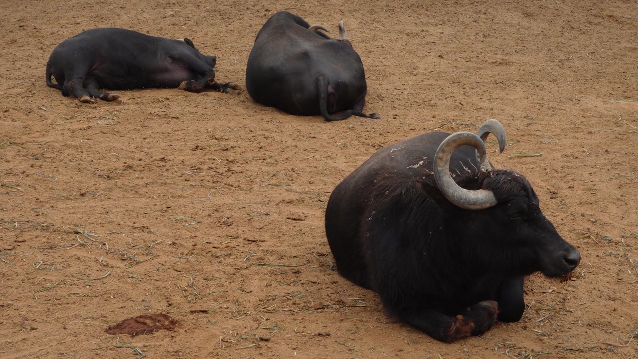 Three Water Buffaloes lying down on the ground relaxing. One is in the foreground and the two other in the background. Located in "Parque de las leyendas" Zoo in San Miguel district of Lima, Peru.