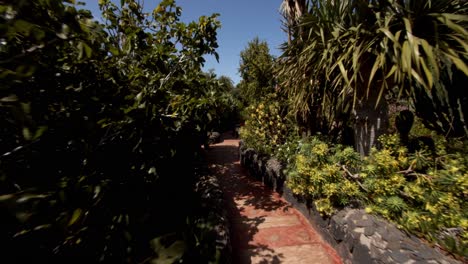 pov walking through narrow pathway surrounded by dense foliage of tropical plants in canary islands