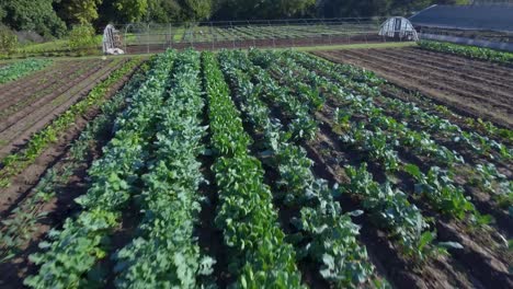 aerial: low flyover of vegetables on a farm in austin, texas