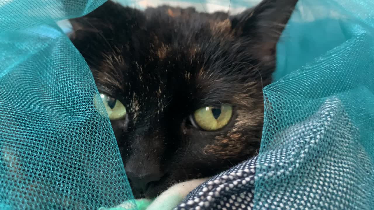el gato tortie senior disfrutando de una cubierta de tulle azul