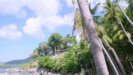 Hoja-De-Palmera-De-Coco-Que-Se-Mueve-Con-El-Viento-Del-Océano-Contrasta-Con-El-Hermoso-Cielo-Azul-Claro