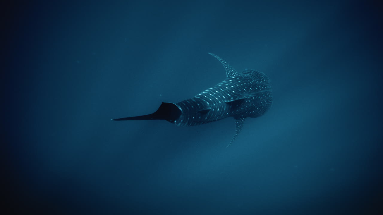 vista mística de arriba hacia abajo del tiburón ballena nadando en las profundidades del agua azul profundo en cámara lenta
