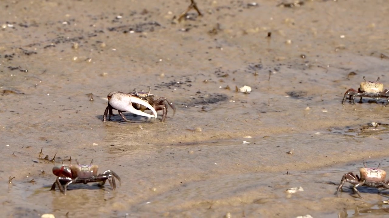 Fiddler crabs walking in the sand along a river