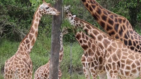 two giraffes stand closely together, interacting near a tree in their natural habitat.