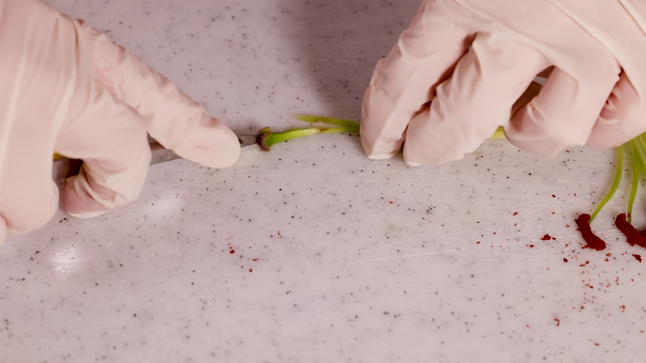 Gloved hands dissect a flower on a lab table, focusing on its anatomical structure under bright lighting