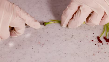 gloved hands dissect a flower on a lab table, focusing on its anatomical structure under bright lighting