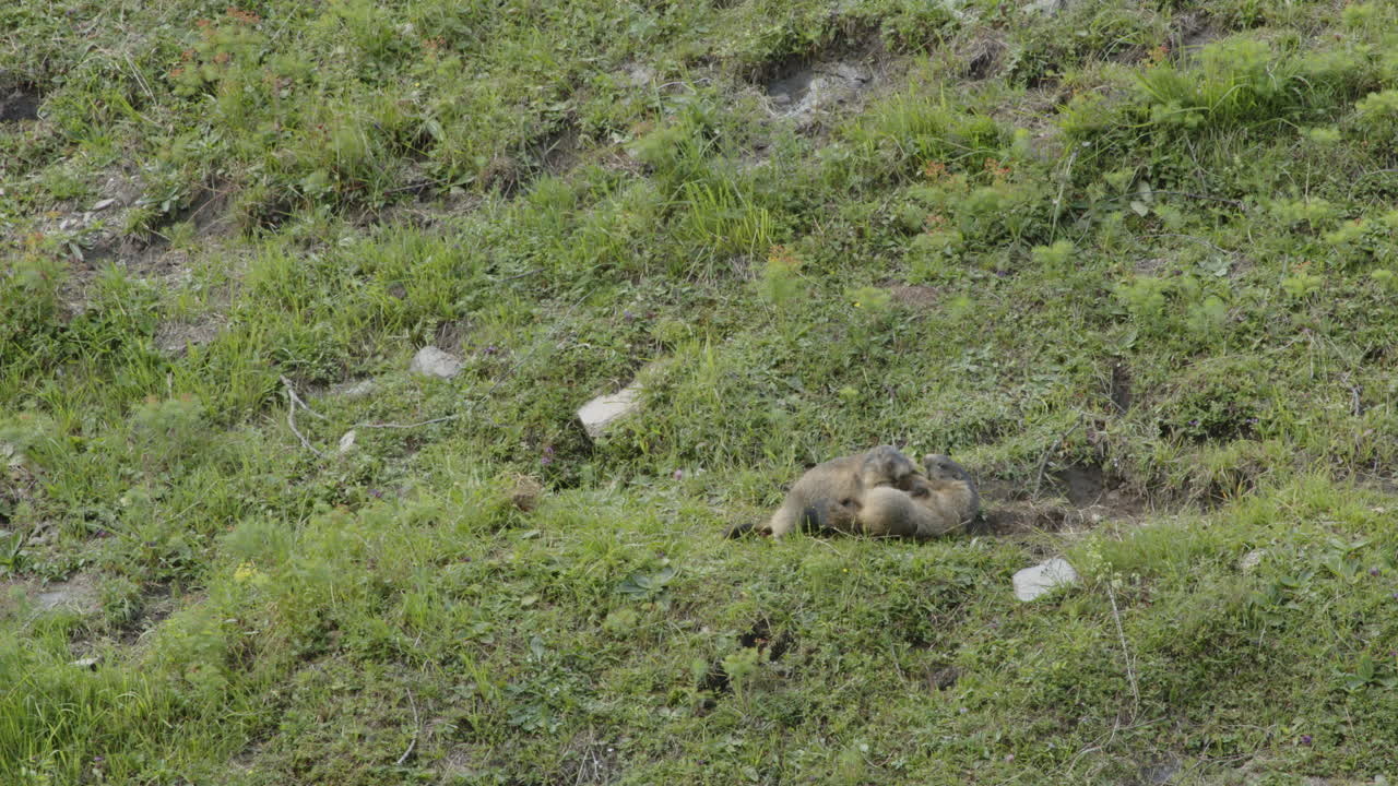 Cuccioli di marmotta che giocano su un prato di montagna