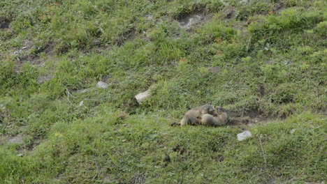 marmot babies playing on a mountain meadow