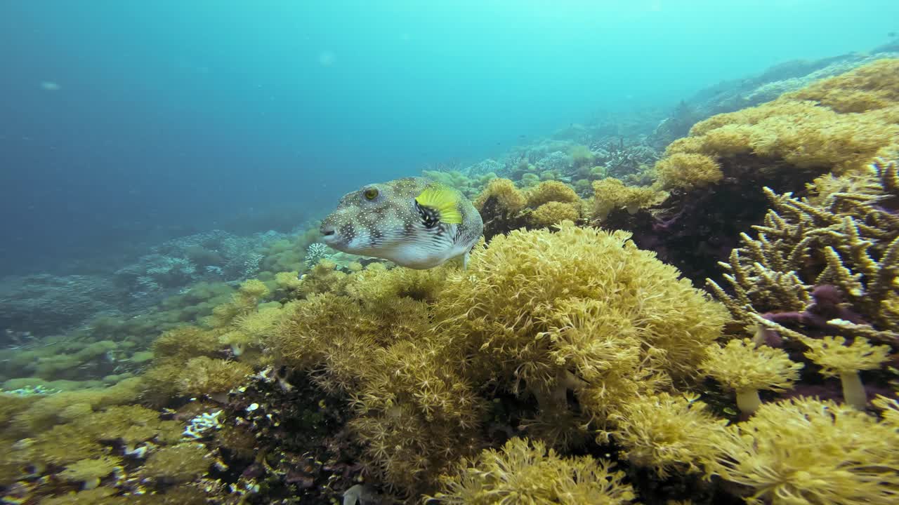 Pesce palla maculato bianco tra una rigogliosa barriera corallina