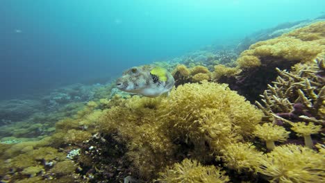 pez globo de manchas blancas en medio de un exuberante arrecife de coral
