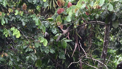 Northern-tamandua-or-Lesser-anteater,-in-search-of-food-struggling-in-treetops-while-heavily-raining