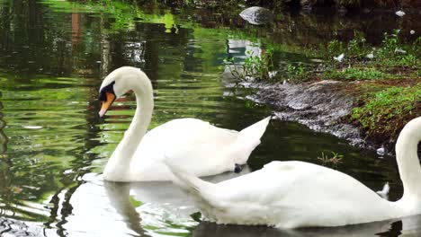 pair-of-swan-swim-on-the-pond