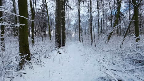 Senderos-Estrechos-En-El-Parque-Forestal-De-Invierno-Bajo-El-Paisaje-Nevado